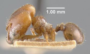Media type: image;   Entomology 9139 Aspect: habitus lateral view